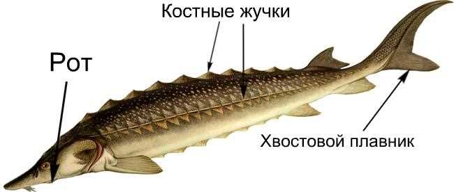 2 костно-хрящевые рыбы: особенности и классификация