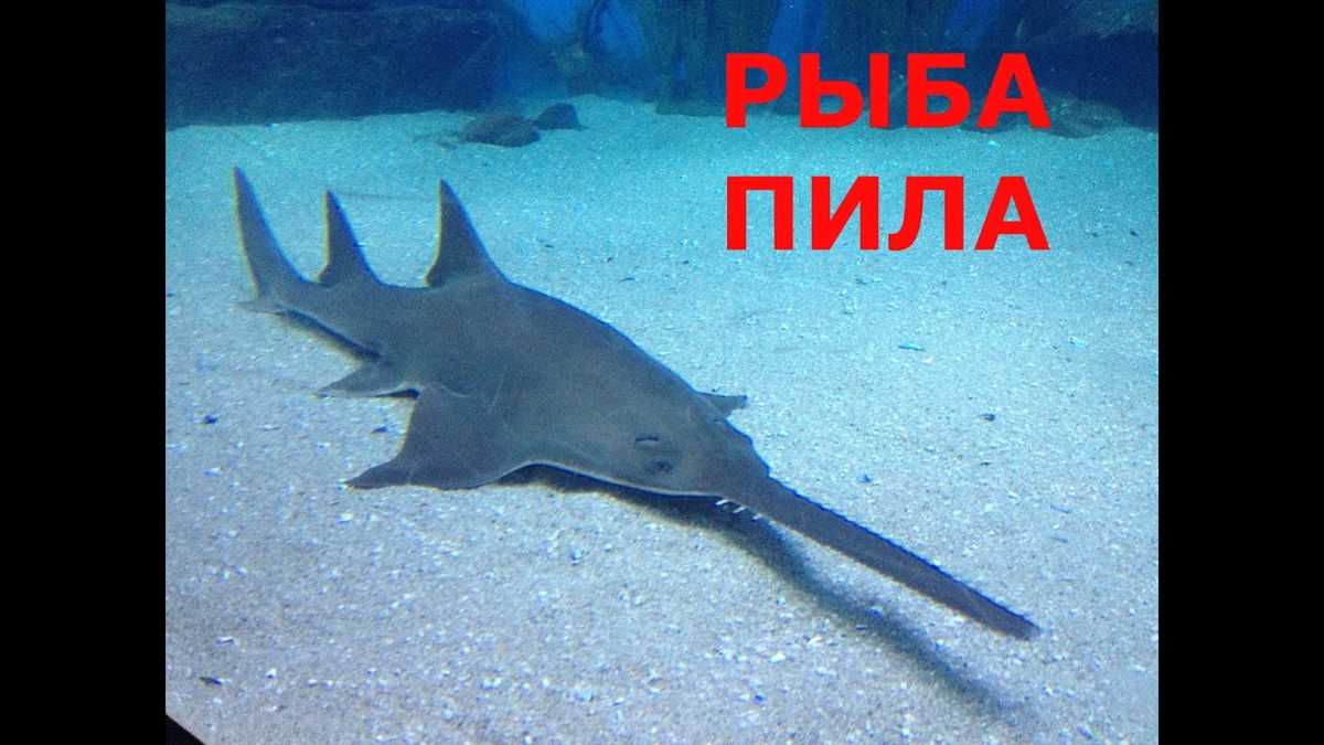 Рыба пила ryba pila 5098: что это за вид?